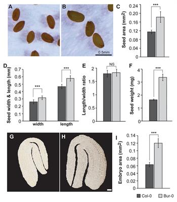 Physiological Profiling of Embryos and Dormant Seeds in Two Arabidopsis Accessions Reveals a Metabolic Switch in Carbon Reserve Accumulation